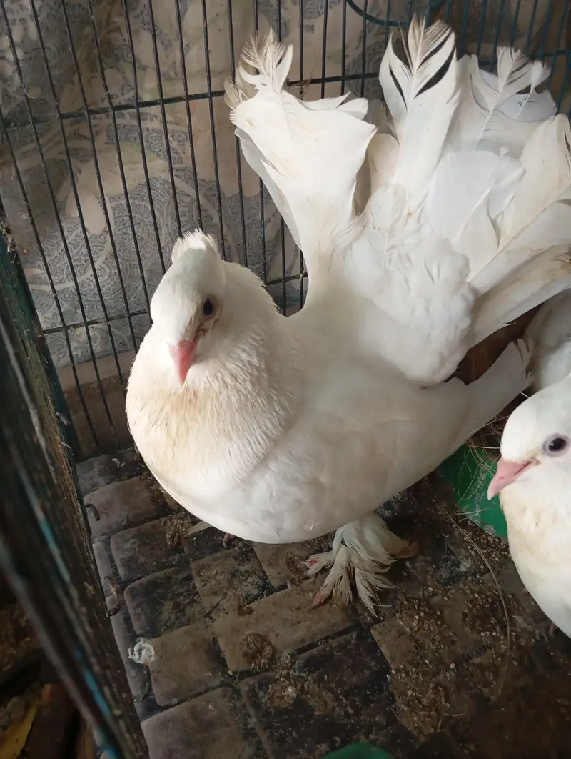 laka pigeon — photo 3