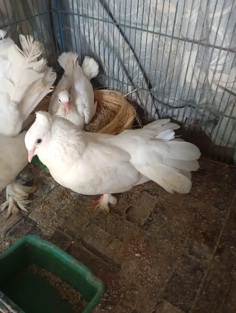 laka pigeon — photo 4