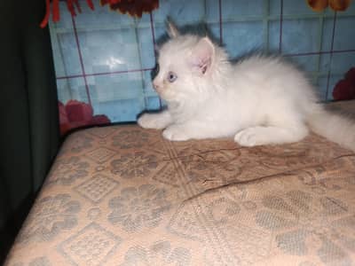 Persian kittens for sale