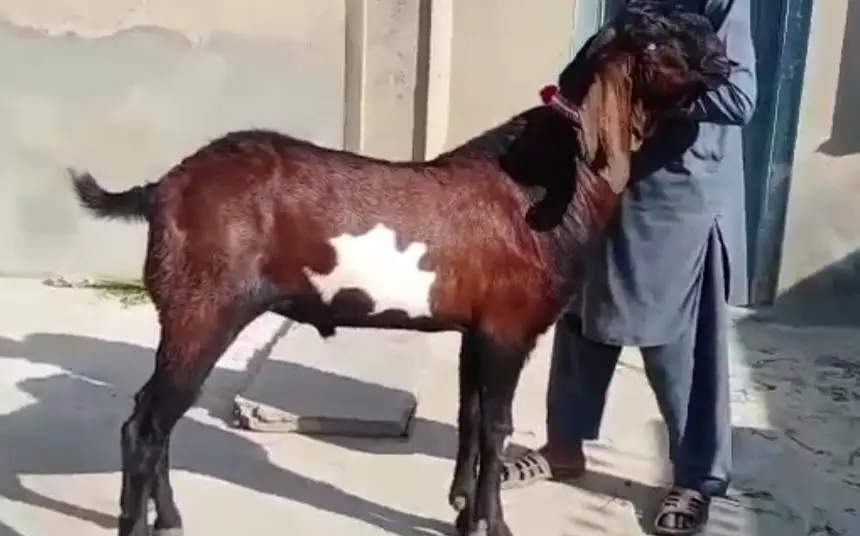 desi Bakra for sale_"_03487390292 — photo 2