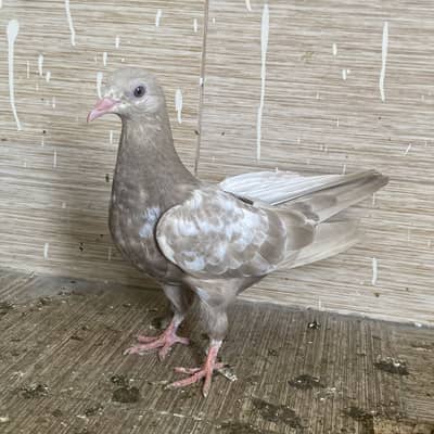 Rampuri pegions