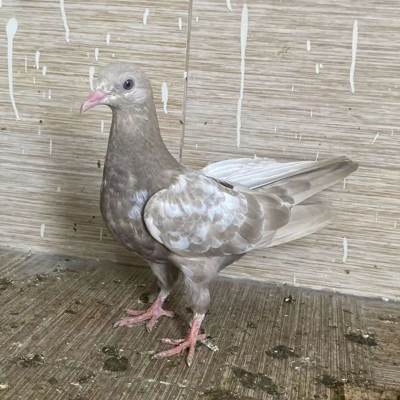 Rampuri pegions