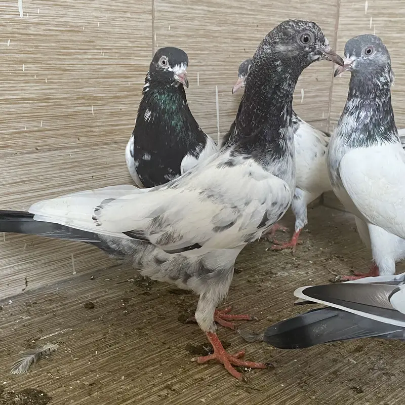 Rampuri pegions — photo 2