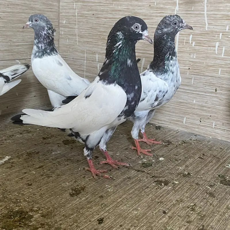 Rampuri pegions — photo 3