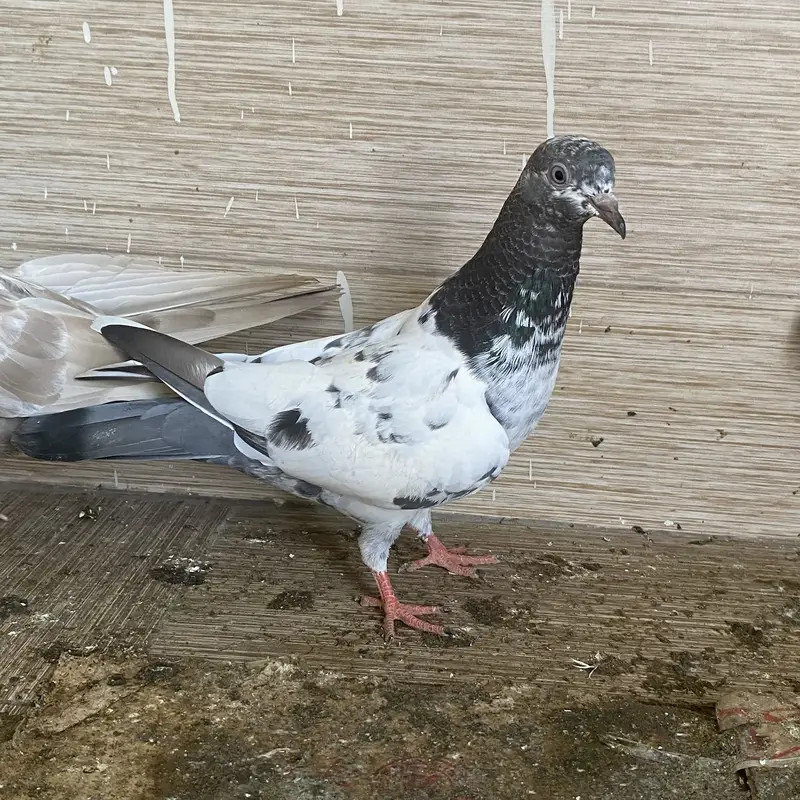Rampuri pegions — photo 4