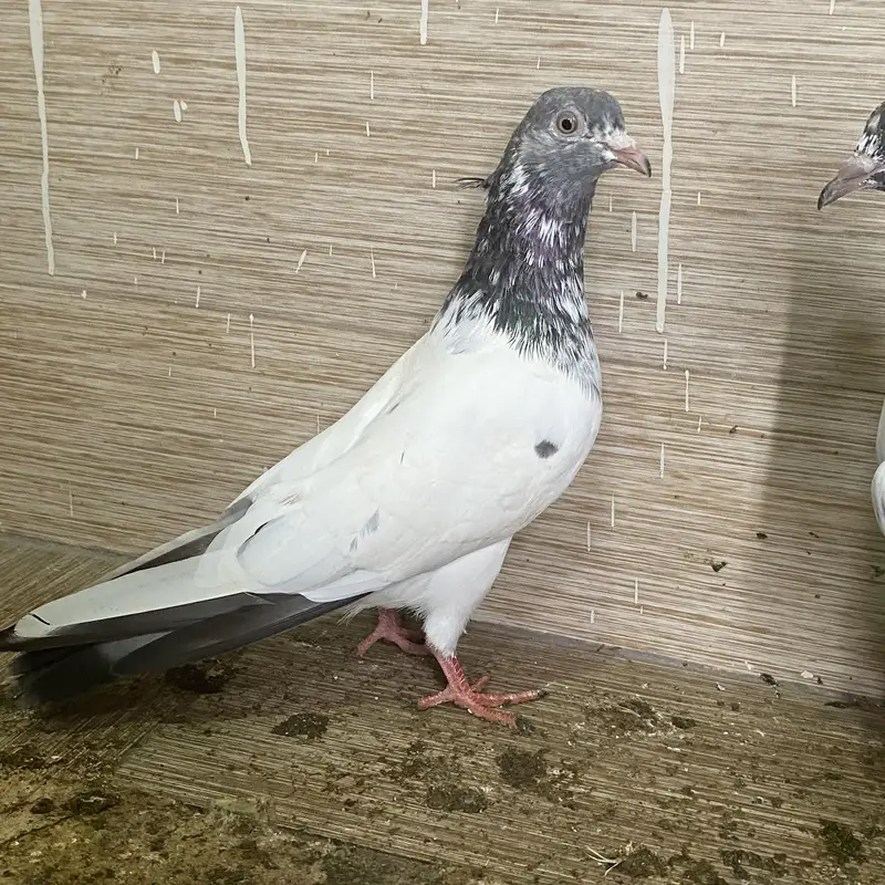 Rampuri pegions — photo 5