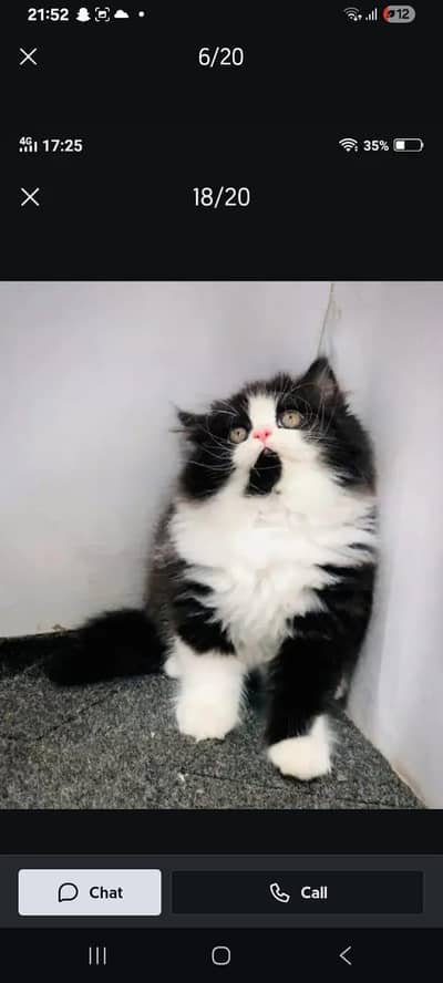 Persian kittens