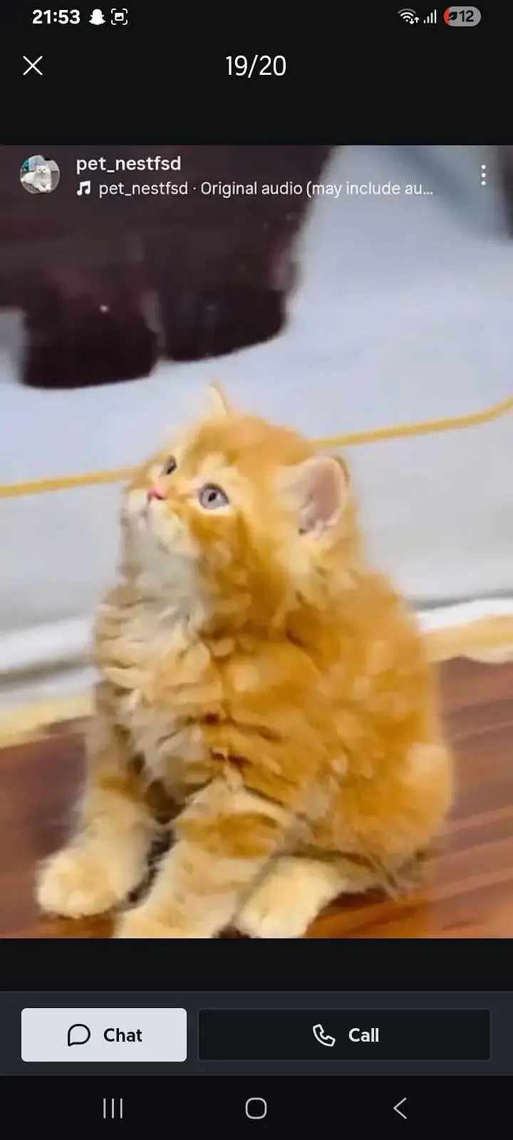 Persian kittens — photo 2