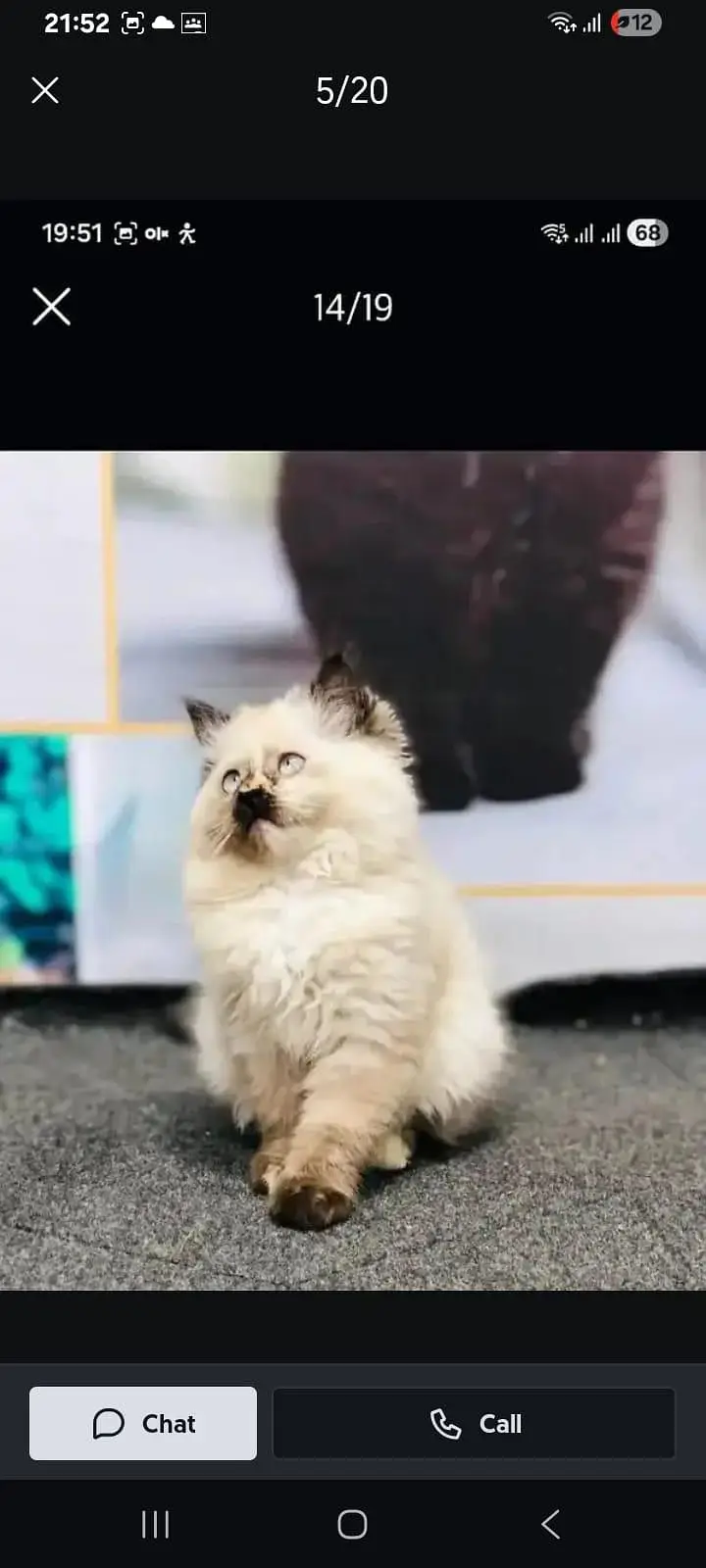 Persian kittens — photo 3