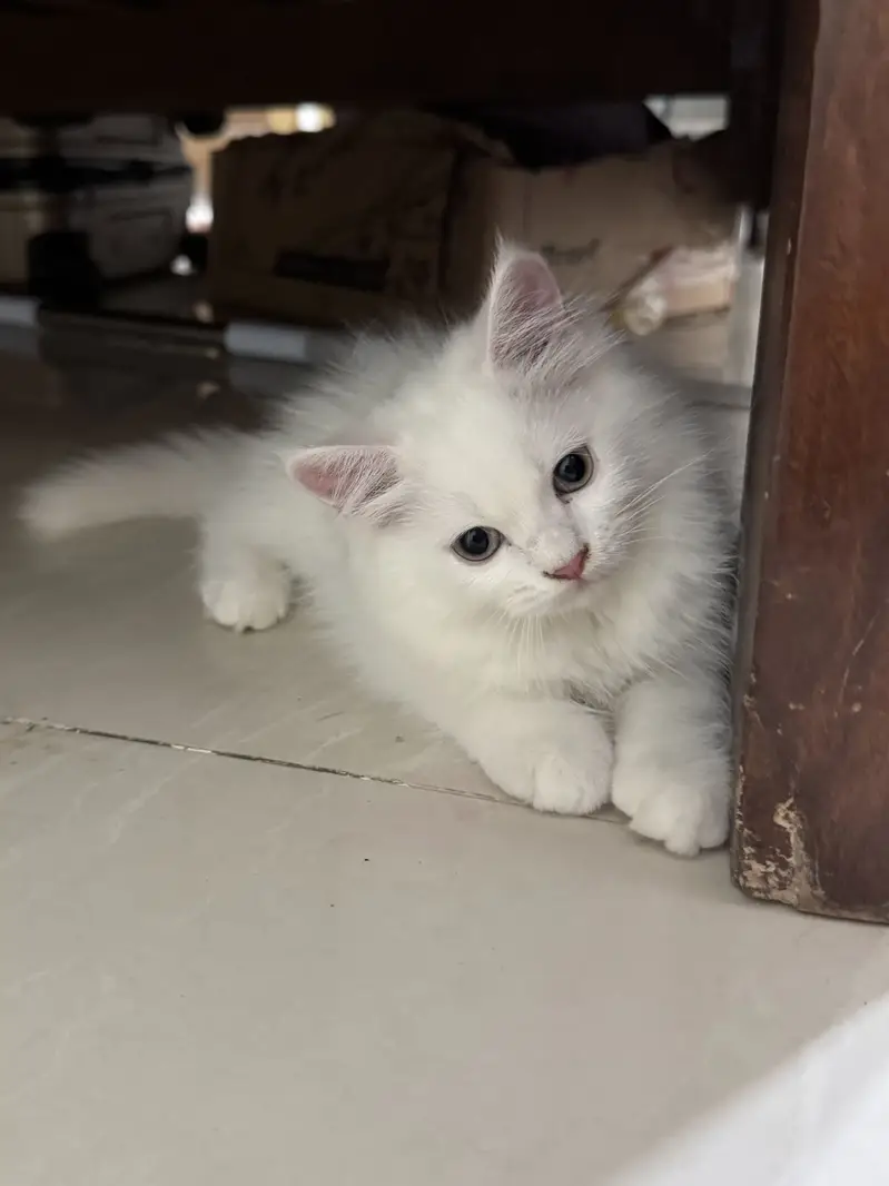 Female Doll face Persian Cats — photo 5