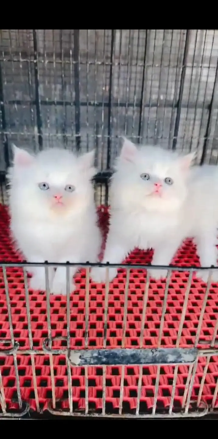 Quality Persian Punch face cat & kittens 03495425573 WhatsApp — photo 3
