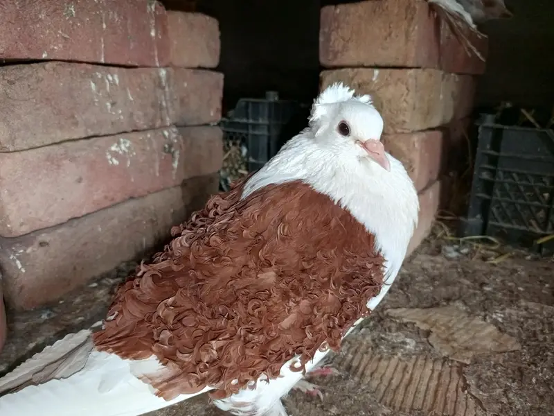 Frillback pigeons for sale