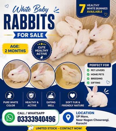 7 Cute White Baby Rabbits | 2 Month Old Healthy Bunnies | Pet Rabbits