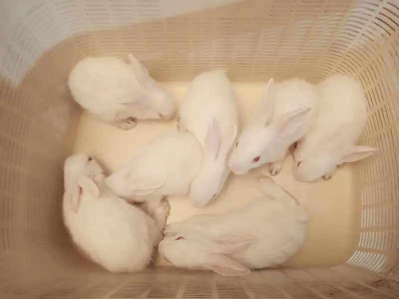 7 Cute White Baby Rabbits | 2 Month Old Healthy Bunnies | Pet Rabbits — photo 2