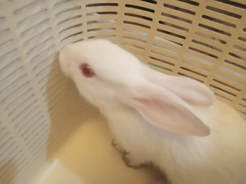 7 Cute White Baby Rabbits | 2 Month Old Healthy Bunnies | Pet Rabbits — photo 5