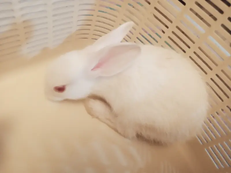 7 Cute White Baby Rabbits | 2 Month Old Healthy Bunnies | Pet Rabbits — photo 6