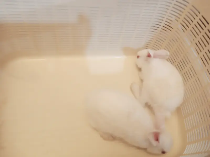 7 Cute White Baby Rabbits | 2 Month Old Healthy Bunnies | Pet Rabbits — photo 7