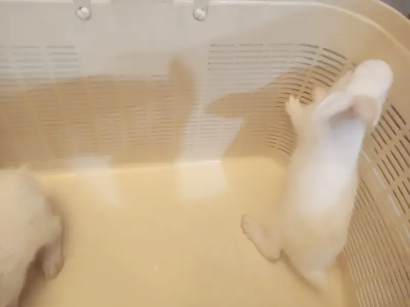 7 Cute White Baby Rabbits | 2 Month Old Healthy Bunnies | Pet Rabbits — photo 8