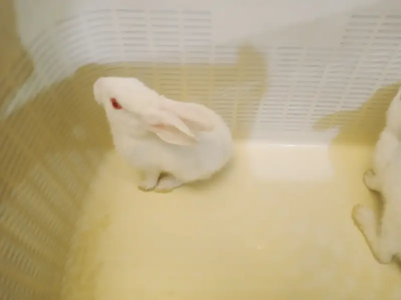 7 Cute White Baby Rabbits | 2 Month Old Healthy Bunnies | Pet Rabbits — photo 9