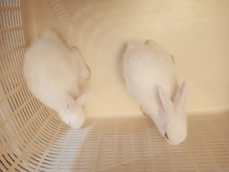 7 Cute White Baby Rabbits | 2 Month Old Healthy Bunnies | Pet Rabbits — photo 10