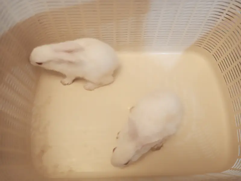 7 Cute White Baby Rabbits | 2 Month Old Healthy Bunnies | Pet Rabbits — photo 11