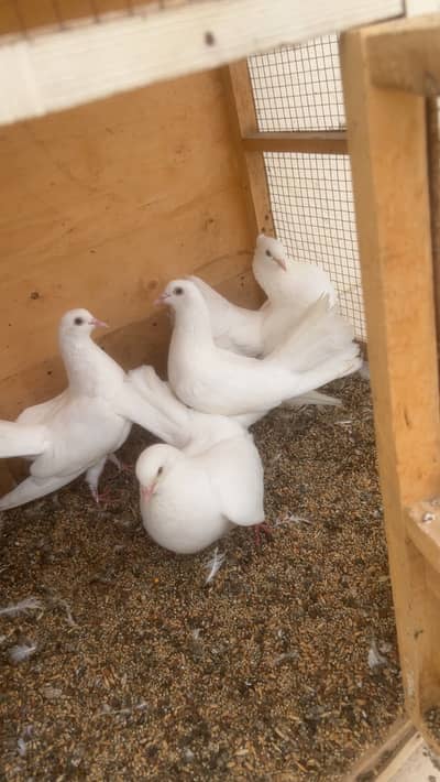 Lakka pigeons