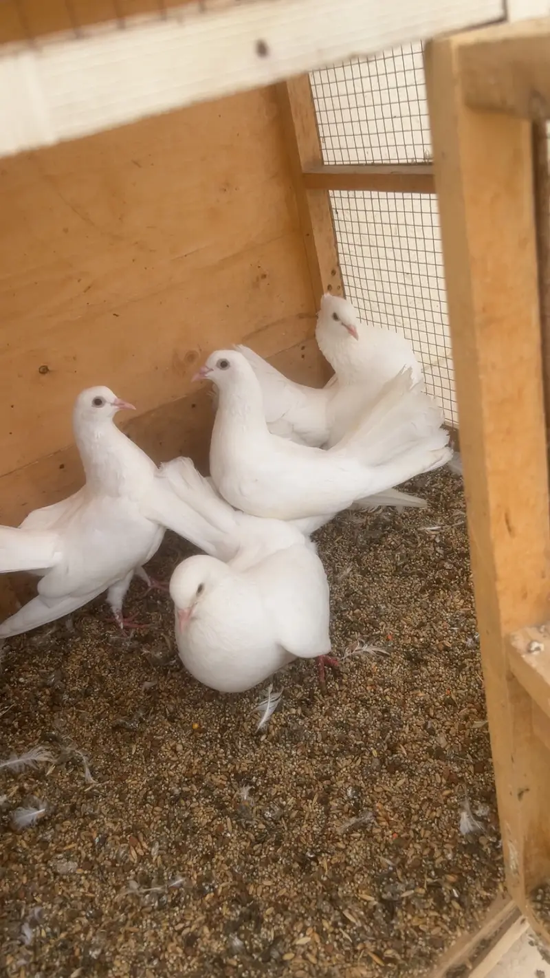 Lakka pigeons