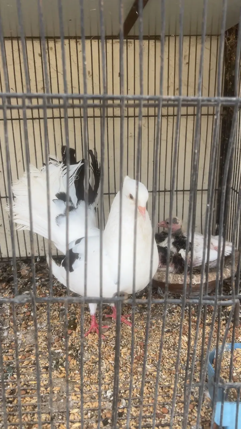 Lakka pigeons — photo 2