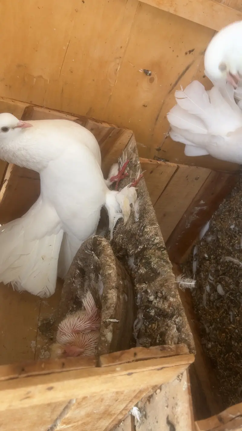 Lakka pigeons — photo 3