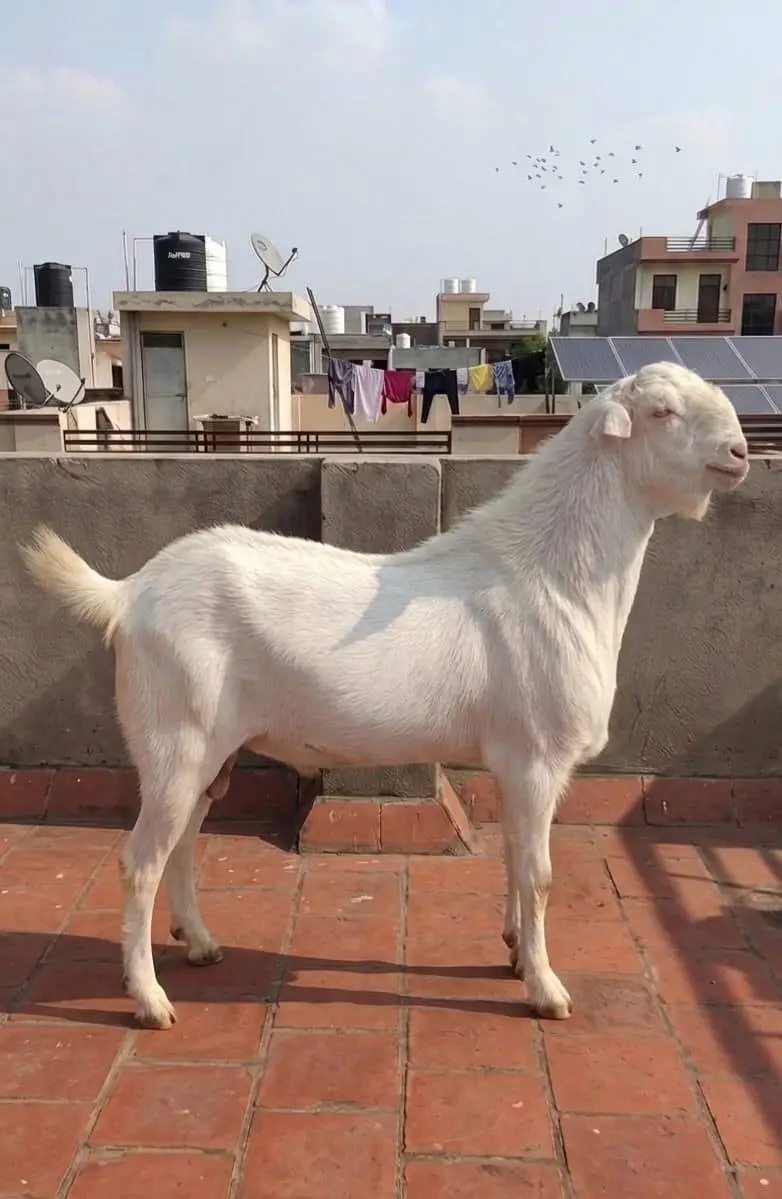 gulabi teda bht active 0,3,2,5,7,5,7,9,2,3,8