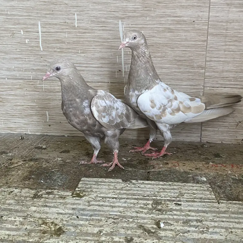 Rampuri pegions — photo 6
