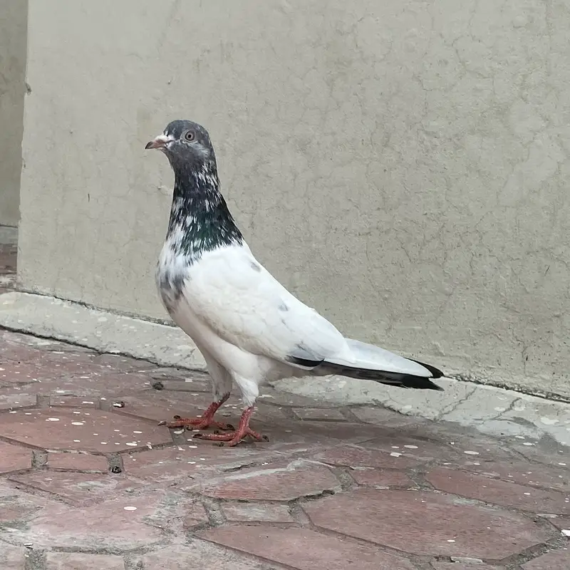 Rampuri pegions — photo 7