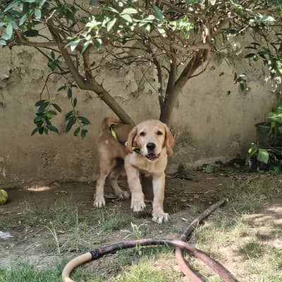 Labrador Retriever