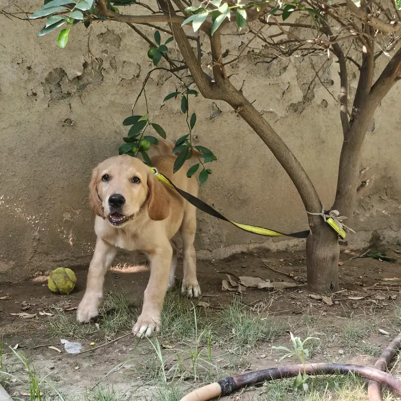 Labrador Retriever — photo 2