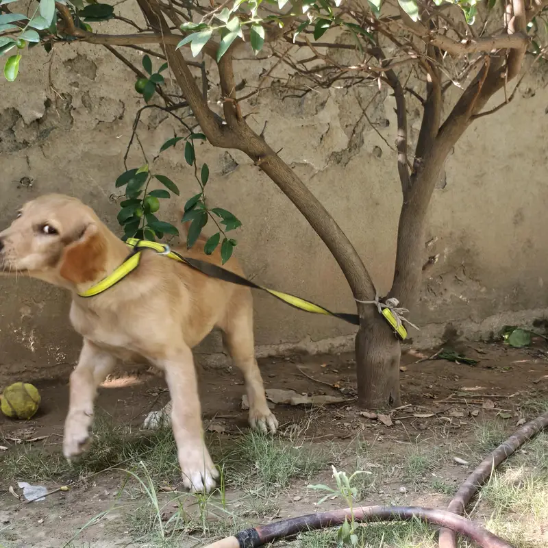 Labrador Retriever — photo 3