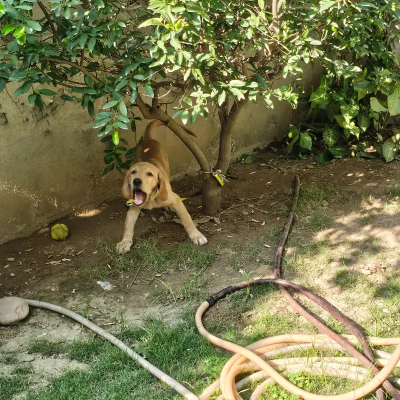 Labrador Retriever — photo 4