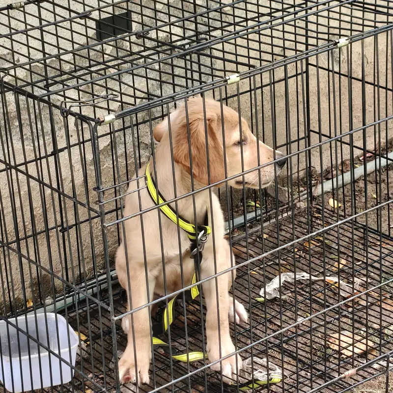 Labrador Retriever — photo 5