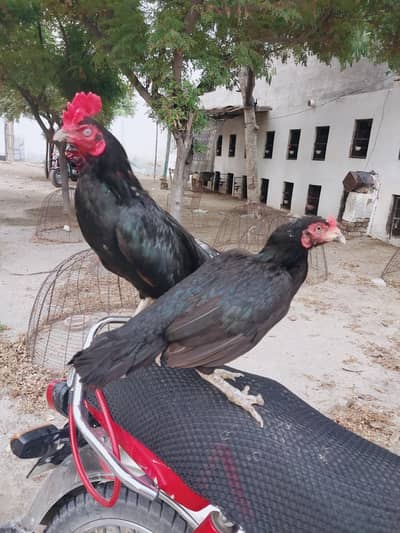 Begum Lasani Aseel pair Mushka