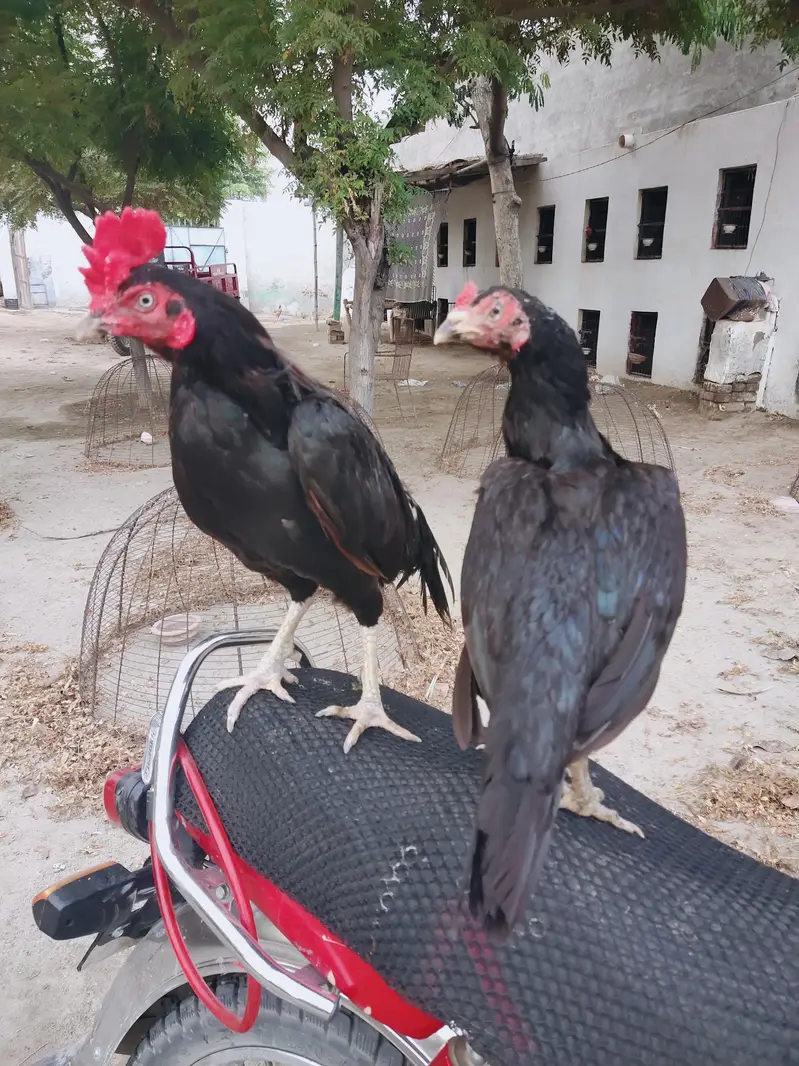 Begum Lasani Aseel pair Mushka — photo 4