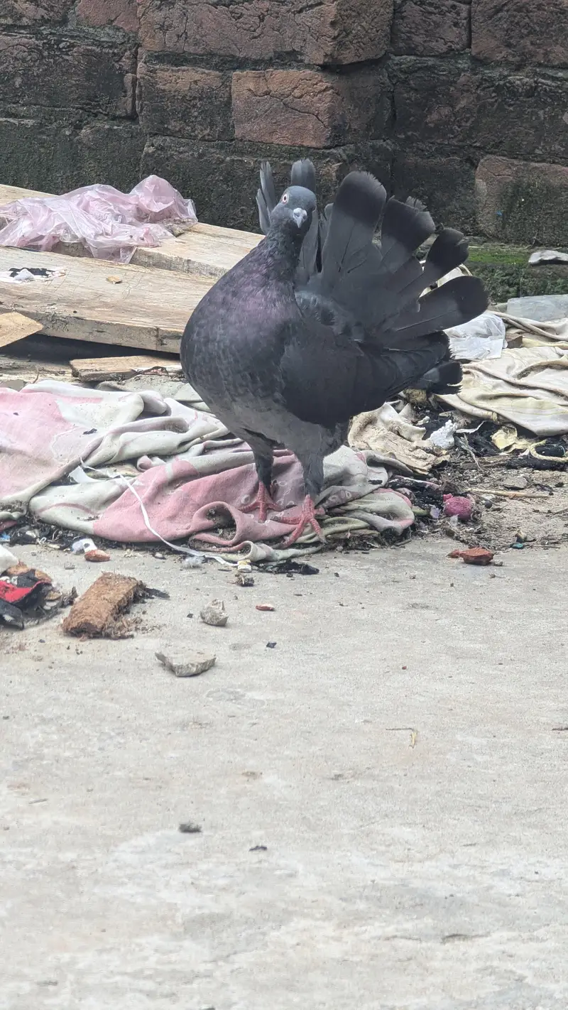 laka pejan — photo 2