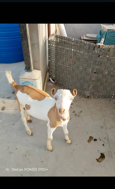 2 male teddy zero size white eyes munda healthy & active Karachi