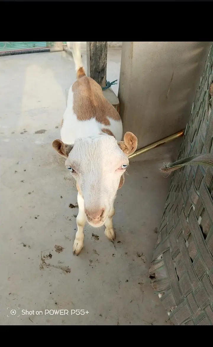 2 male teddy zero size white eyes munda healthy & active Karachi — photo 2
