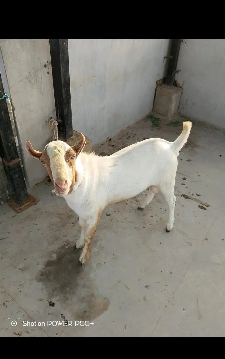 2 male teddy zero size white eyes munda healthy & active Karachi — photo 3