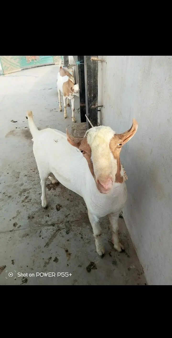 2 male teddy zero size white eyes munda healthy & active Karachi — photo 4