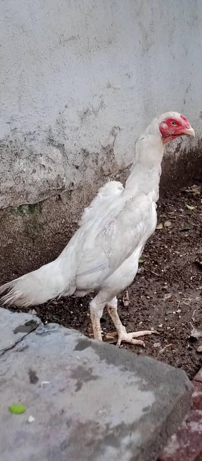 Shamo female
