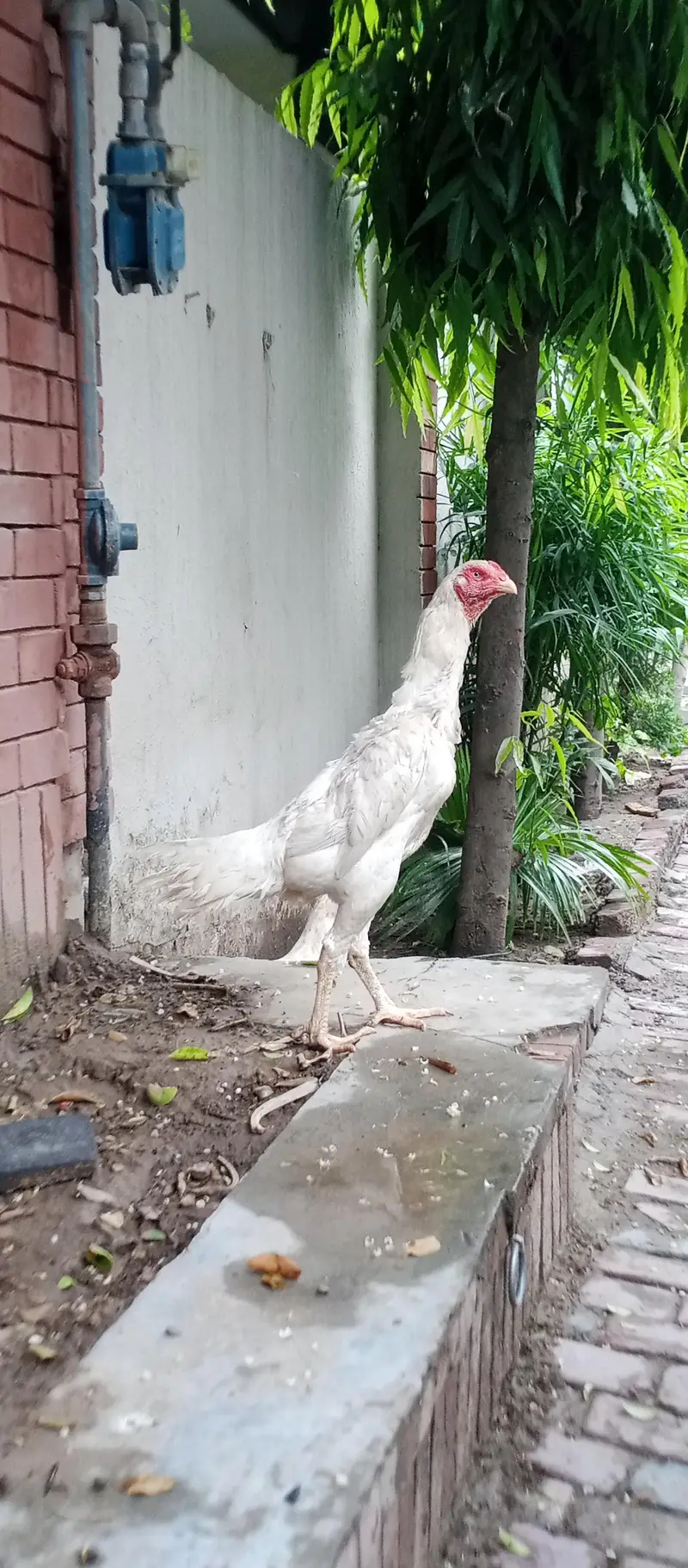 Shamo female — photo 2