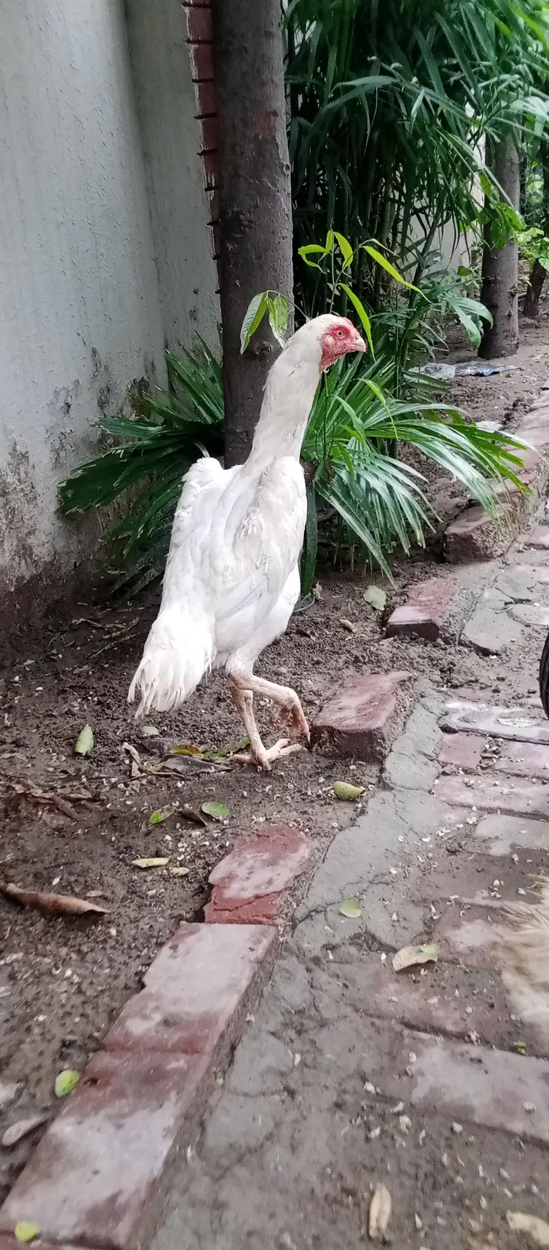 Shamo female — photo 3