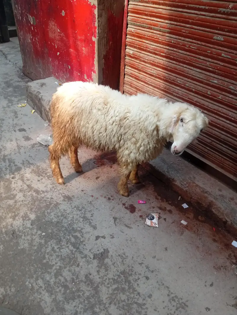 Mundra chatra — photo 3