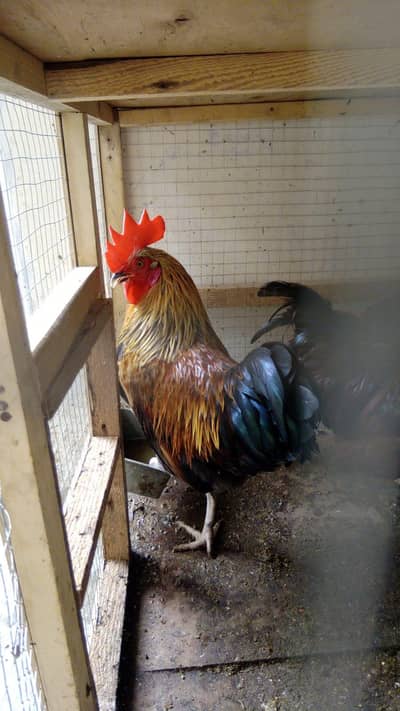 3 murge for sale 2000 each