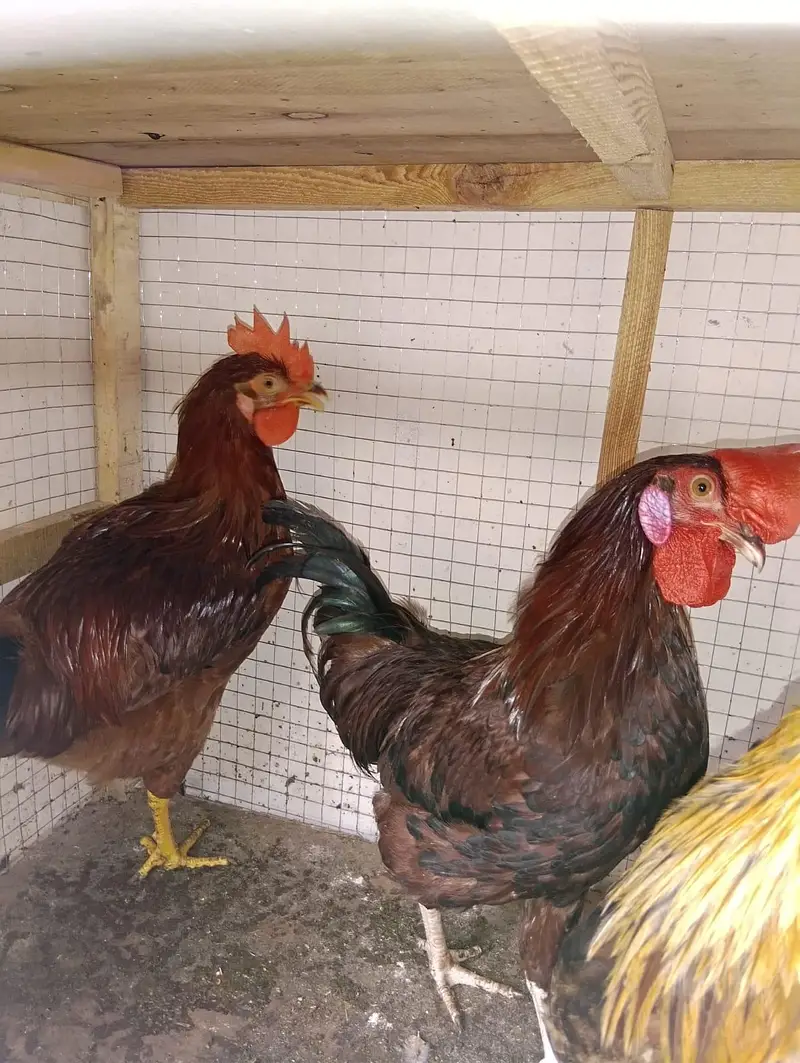 3 murge for sale 2000 each — photo 2